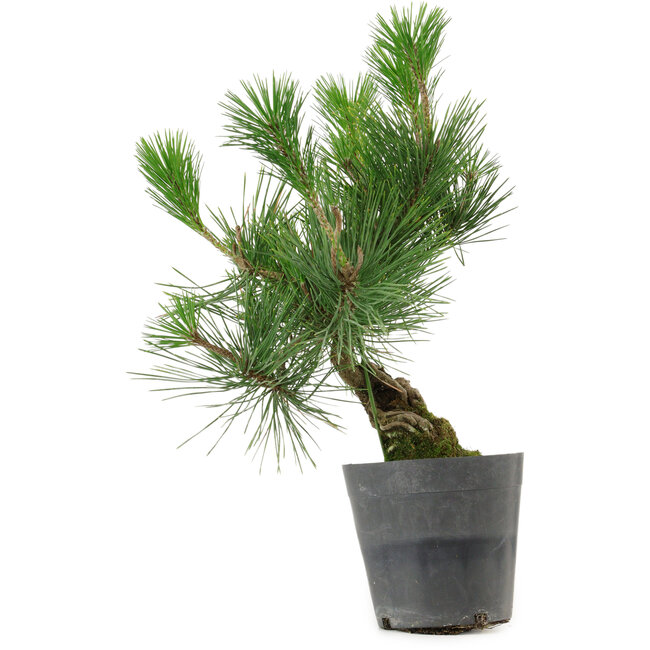 Pinus thunbergii, 30 cm, ± 15 años de edad
