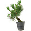 Pinus thunbergii, 30 cm, ± 15 ans