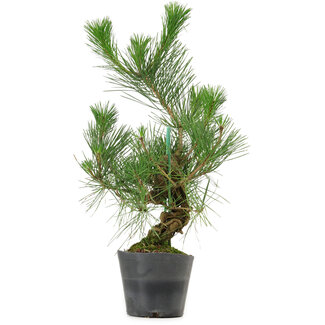 Pinus thunbergii, 47 cm, ± 15 years old