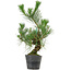 Pinus thunbergii, 47 cm, ± 15 ans