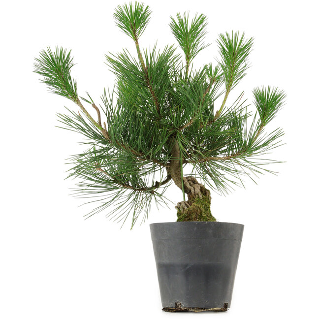 Pinus thunbergii, 30 cm, ± 15 years old