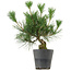 Pinus thunbergii, 30 cm, ± 15 jaar oud