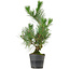 Pinus thunbergii, 47 cm, ± 15 jaar oud