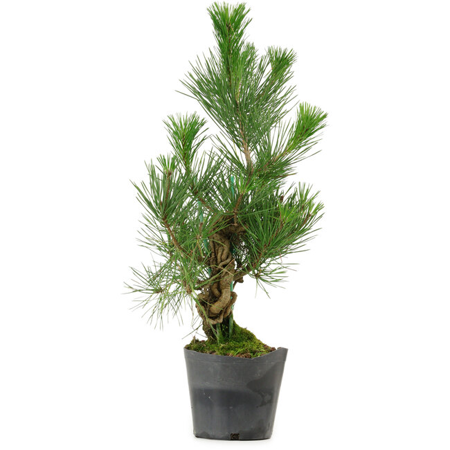Pinus thunbergii, 47 cm, ± 15 anni