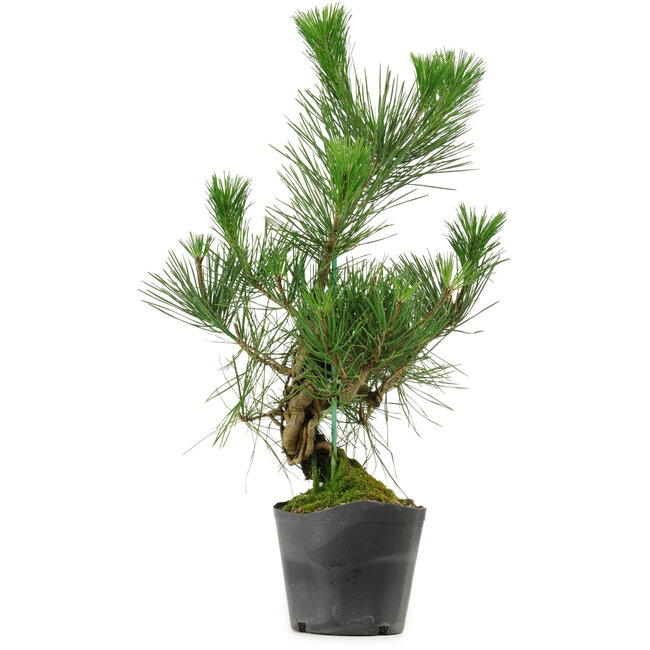 Pinus thunbergii, 47 cm, ± 15 Jahre alt