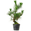 Pinus thunbergii, 47 cm, ± 15 jaar oud
