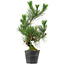 Pinus thunbergii, 47 cm, ± 15 anni