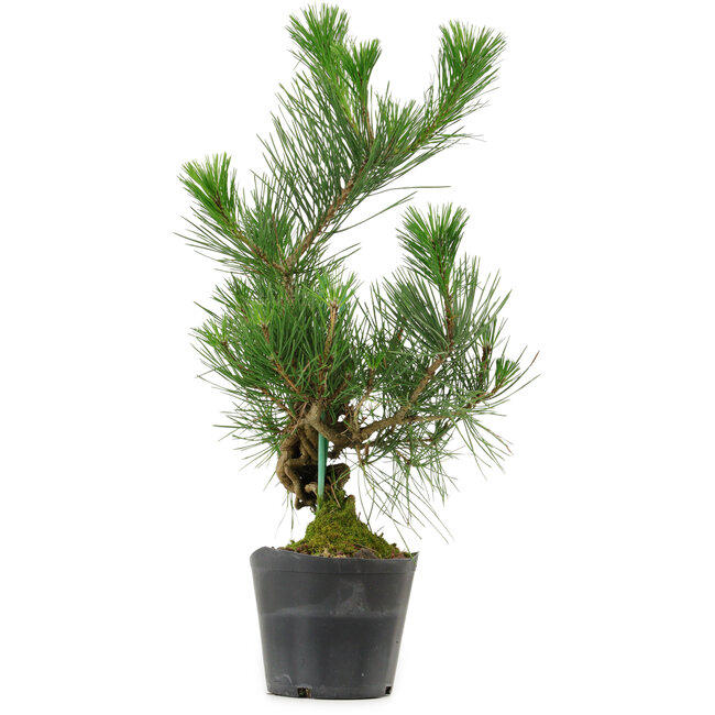 Pinus thunbergii, 47 cm, ± 15 anni