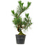 Pinus thunbergii, 47 cm, ± 15 anni
