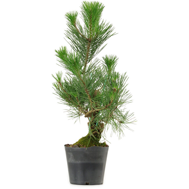 Pinus thunbergii, 47 cm, ± 15 años de edad