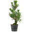 Pinus thunbergii, 47 cm, ± 15 anni