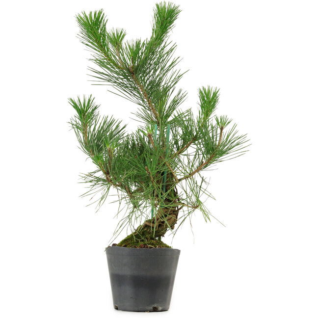 Pinus thunbergii, 47 cm, ± 15 anni