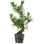 Pinus thunbergii, 47 cm, ± 15 ans