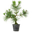 Pinus thunbergii, 40 cm, ± 15 años de edad