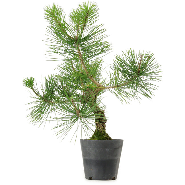 Pinus thunbergii, 40 cm, ± 15 anni