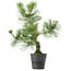 Pinus thunbergii, 40 cm, ± 15 jaar oud