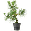 Pinus thunbergii, 40 cm, ± 15 Jahre alt