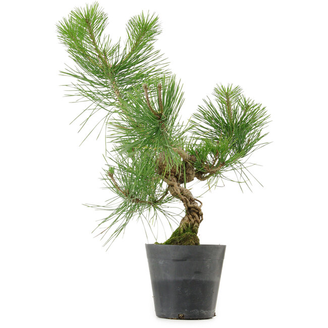 Pinus thunbergii, 40 cm, ± 15 anni