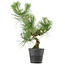 Pinus thunbergii, 40 cm, ± 15 años de edad