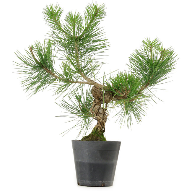 Pinus thunbergii, 40 cm, ± 15 anni