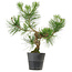Pinus thunbergii, 40 cm, ± 15 years old