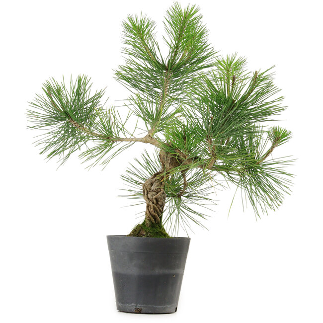 Pinus thunbergii, 40 cm, ± 15 jaar oud