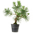 Pinus thunbergii, 40 cm, ± 15 años de edad