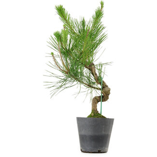 Pinus thunbergii, 50 cm, ± 15 years old
