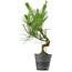 Pinus thunbergii, 50 cm, ± 15 ans