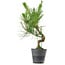 Pinus thunbergii, 50 cm, ± 15 years old