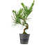 Pinus thunbergii, 50 cm, ± 15 anni