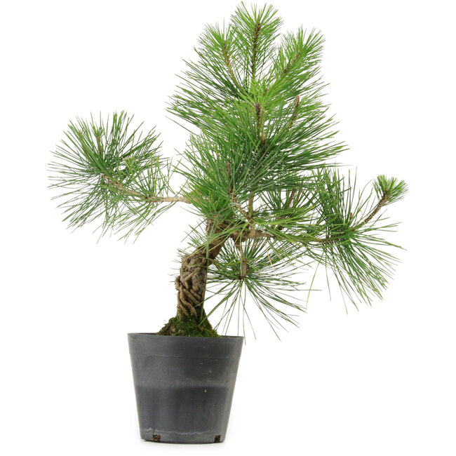 Pinus thunbergii, 40 cm, ± 15 years old