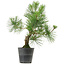 Pinus thunbergii, 40 cm, ± 15 jaar oud