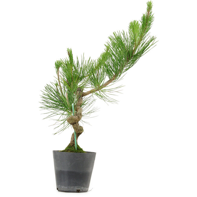 Pinus thunbergii, 50 cm, ± 15 años de edad