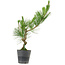 Pinus thunbergii, 50 cm, ± 15 Jahre alt