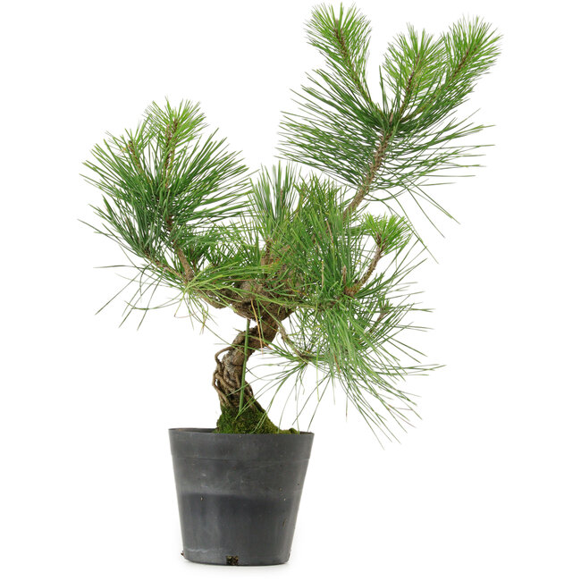 Pinus thunbergii, 40 cm, ± 15 jaar oud
