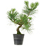 Pinus thunbergii, 40 cm, ± 15 anni