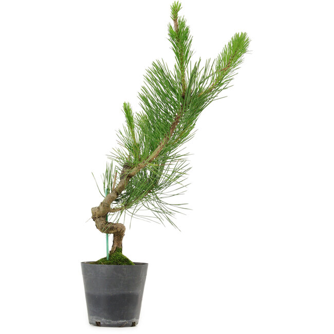 Pinus thunbergii, 50 cm, ± 15 anni