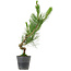 Pinus thunbergii, 50 cm, ± 15 anni