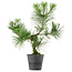 Pinus thunbergii, 40 cm, ± 15 anni