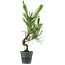 Pinus thunbergii, 50 cm, ± 15 jaar oud