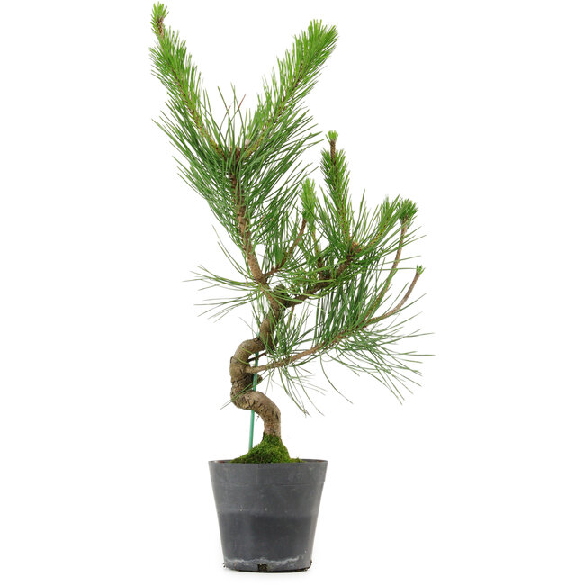 Pinus thunbergii, 50 cm, ± 15 años de edad