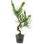Pinus thunbergii, 50 cm, ± 15 años de edad