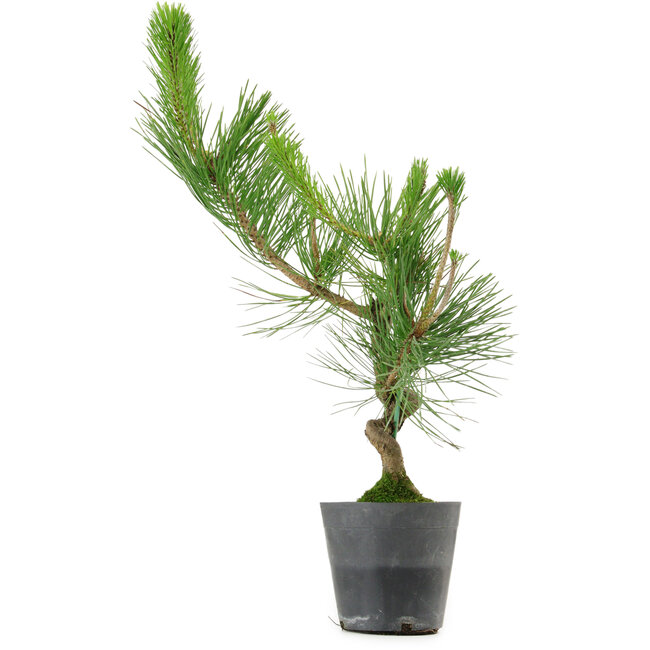 Pinus thunbergii, 50 cm, ± 15 years old