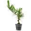 Pinus thunbergii, 50 cm, ± 15 años de edad