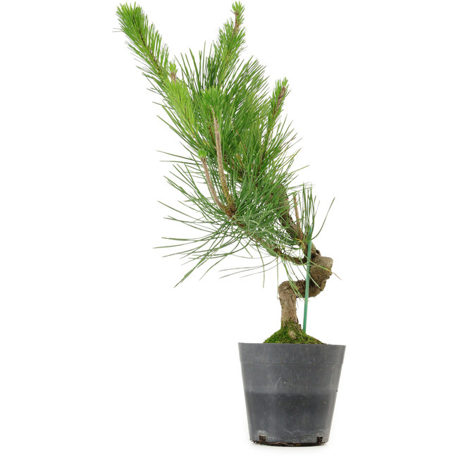 Pinus thunbergii, 50 cm, ± 15 años de edad