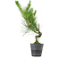 Pinus thunbergii, 50 cm, ± 15 years old