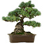 Pinus parviflora, 34 cm, ± 40 años de edad, con un nebari de 15 cm
