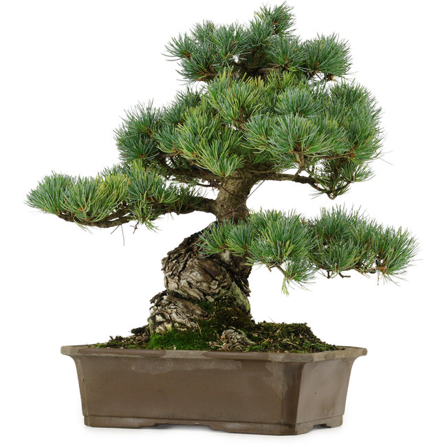 Pinus parviflora, 34 cm, ± 40 ans, avec un nebari de 15 cm