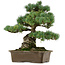 Pinus parviflora, 34 cm, ± 40 jaar oud, met een nebari van 15 cm